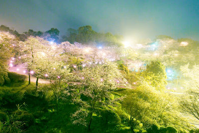 Close-up of fresh flower tree against sky