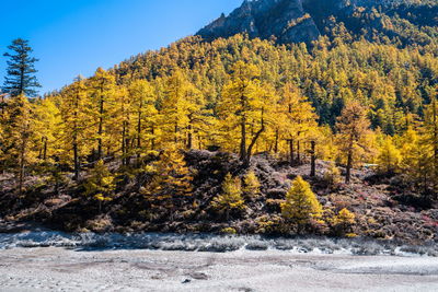 Scenic view of forest against sky during autumn