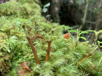 Close-up of mushroom growing on field