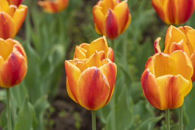 Close-up of yellow tulips on field