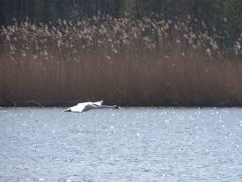 Bird in frozen lake during winter