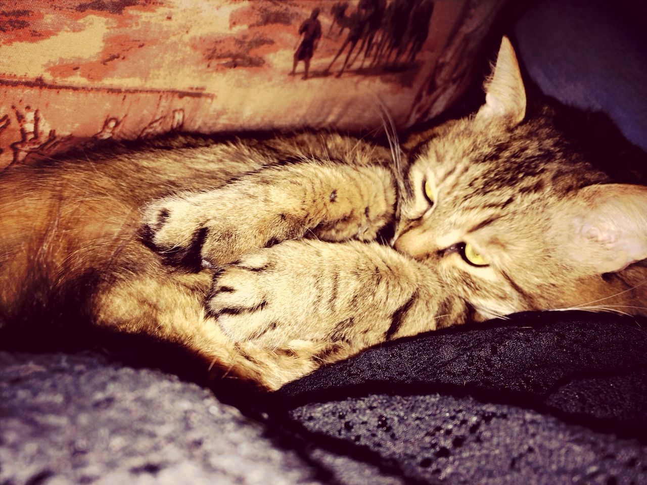 sleeping, animal themes, domestic animals, pets, mammal, one animal, relaxation, resting, lying down, indoors, domestic cat, eyes closed, cat, dog, feline, bed, close-up, relaxing, selective focus, comfortable