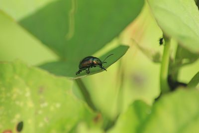 Close-up of fly on leaf