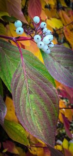 Close-up of multi colored leaves