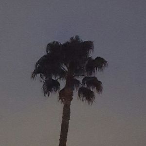 Silhouette palm tree against sky