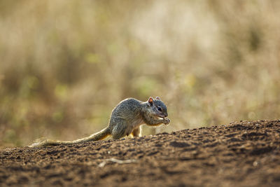 Squirrel on field