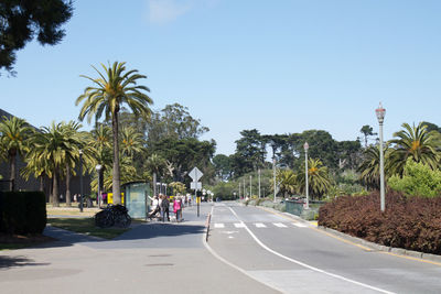 Road along trees