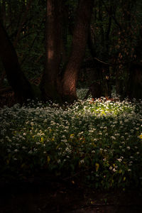 View of flowering plants in forest