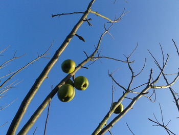 Low angle view of tree against blue sky