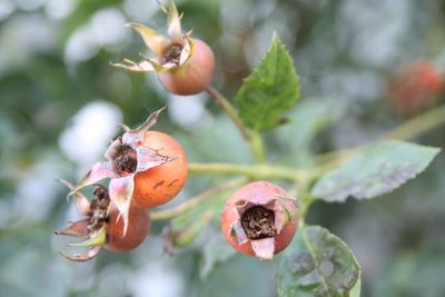Close-up of fruits on tree