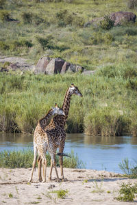 Giraffe standing in water