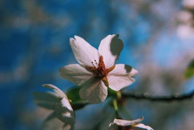Close-up of flowers