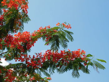 Low angle view of red maple tree against sky