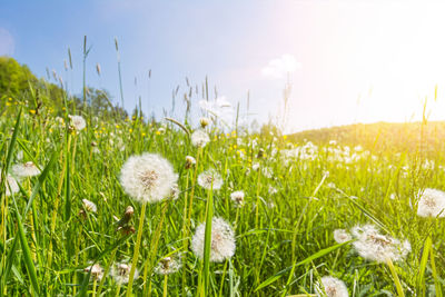 Close-up of dandelion growing in field