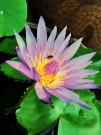 Close-up of lotus water lily in pond