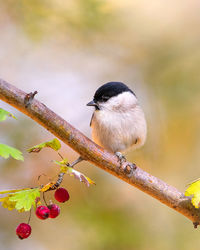 Close-up of bird perching on branch