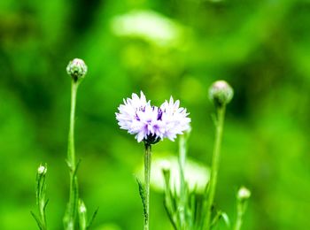 Close-up of purple flowering plant on field