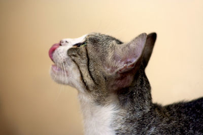 Close-up of a cat looking away