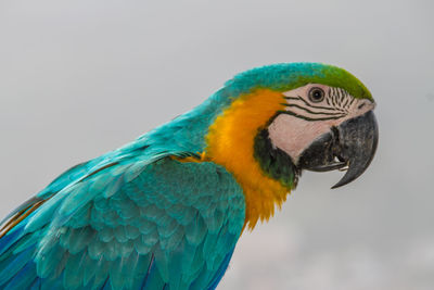 Close-up of a parrot