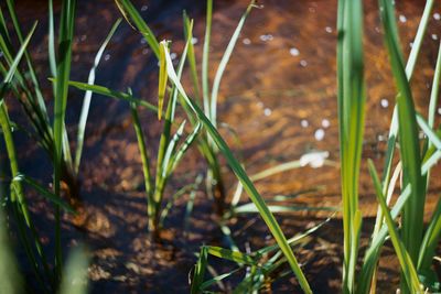 Close-up of plants growing in lake