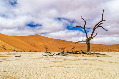 Dead trees at dead vlei against cloudy sky