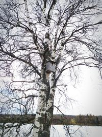 Low angle view of bare tree against sky