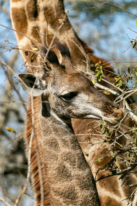 Close-up of giraffe eating tree