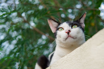 A cute fluffy white cat with big eyes sitting on the fence.