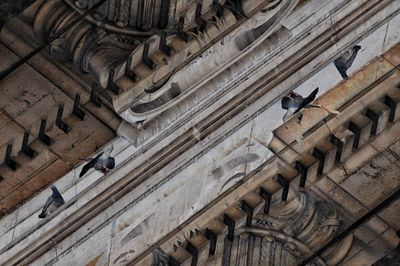 Low angle view of bird perching on steps