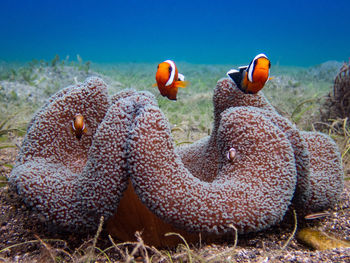 View of fish in sea