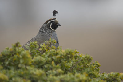 Californian quail perching on a bush