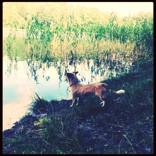 animal themes, mammal, one animal, domestic animals, transfer print, tree, wildlife, animals in the wild, auto post production filter, plant, grass, nature, forest, water, standing, growth, pets, field, lake, day