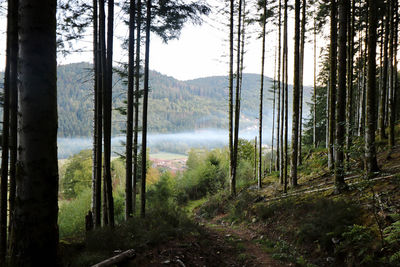 Panoramic view of pine trees in forest