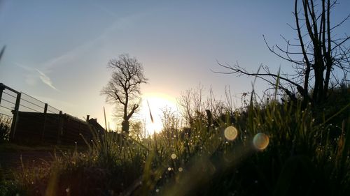 Sun shining through trees on field