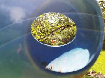 Close-up of plants in water