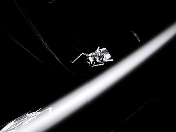 Close-up of spider over black background