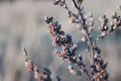 Close-up of fresh flowers on tree