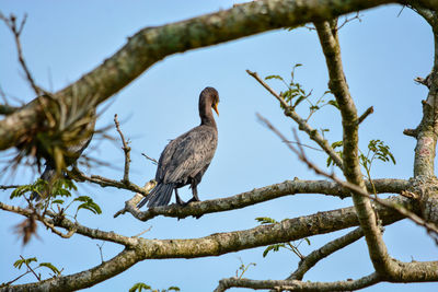 Low angle view of bird perching on branch