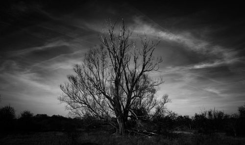 Silhouette bare tree on field against sky