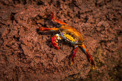 High angle view of crab on rock