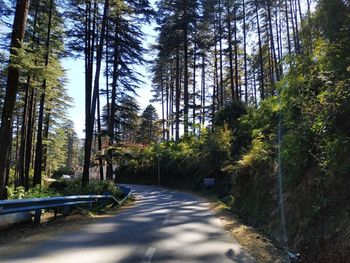 Road amidst trees in forest