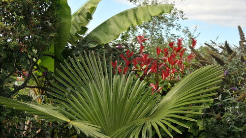 Close-up of red flowering plant against sky