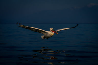 Bird flying over lake