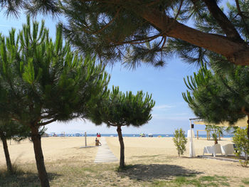 Palm trees on beach against sky