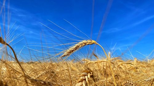 Close-up of wheat growing on field