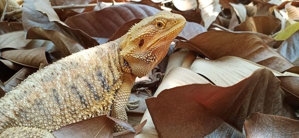 Close-up of lizard on wood