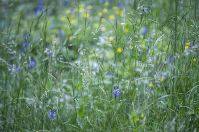 Close-up of purple flowering plants on field