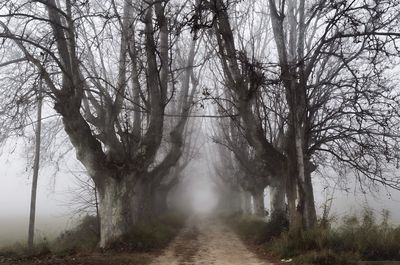 Road passing through bare trees