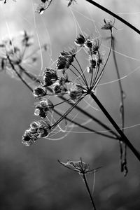 Close-up of spider web on plant