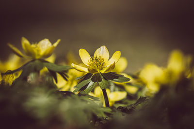 yellow